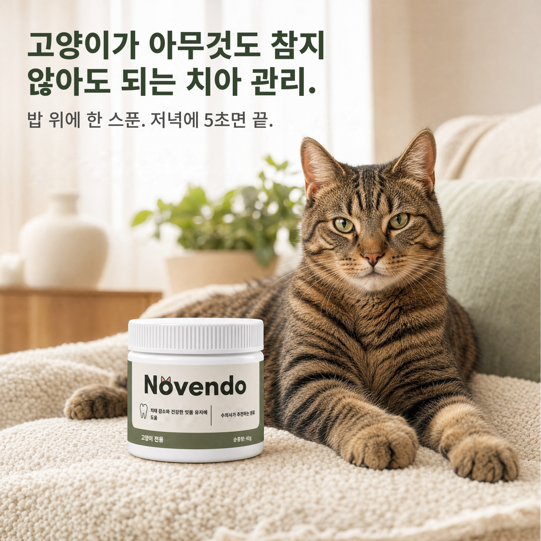고양이가 아무것도 참지 않아도 되는 치아 관리