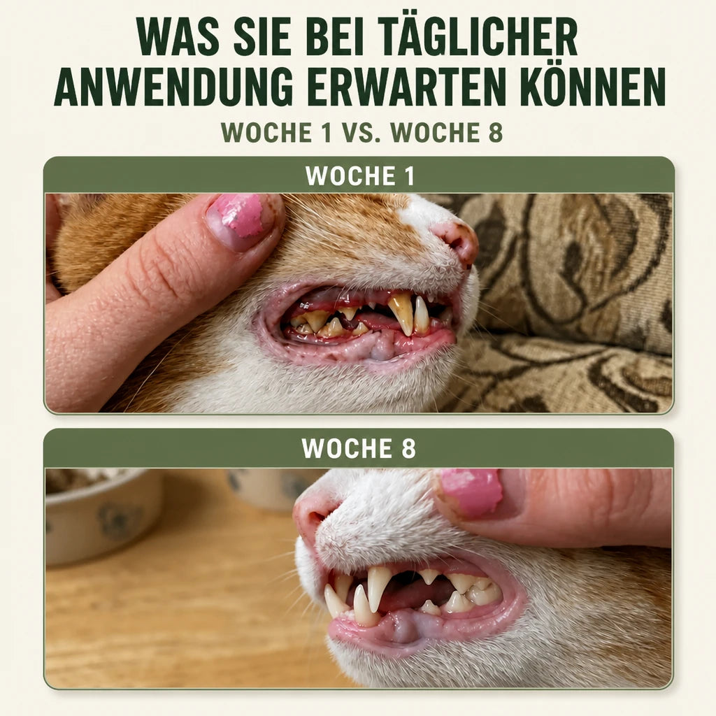 Vergleich Woche 1 und Woche 8: Katzenzähne mit Zahnstein und nach täglicher Anwendung