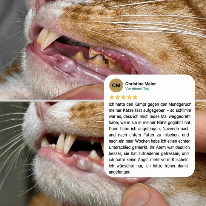 Nahaufnahme Katzenzähne mit Zahnstein vorher und nachher, daneben Kundenbewertung mit fünf Sternen