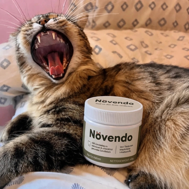 Katze gähnt neben Novendo Zahnpulver Dose