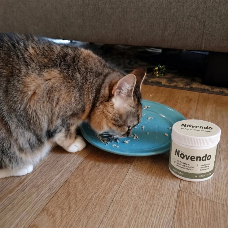 Katze frisst vom Teller neben Novendo Dose