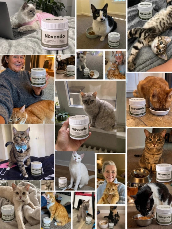 Collage aus Kundenfotos mit Katzen und Novendo Zahnpulver