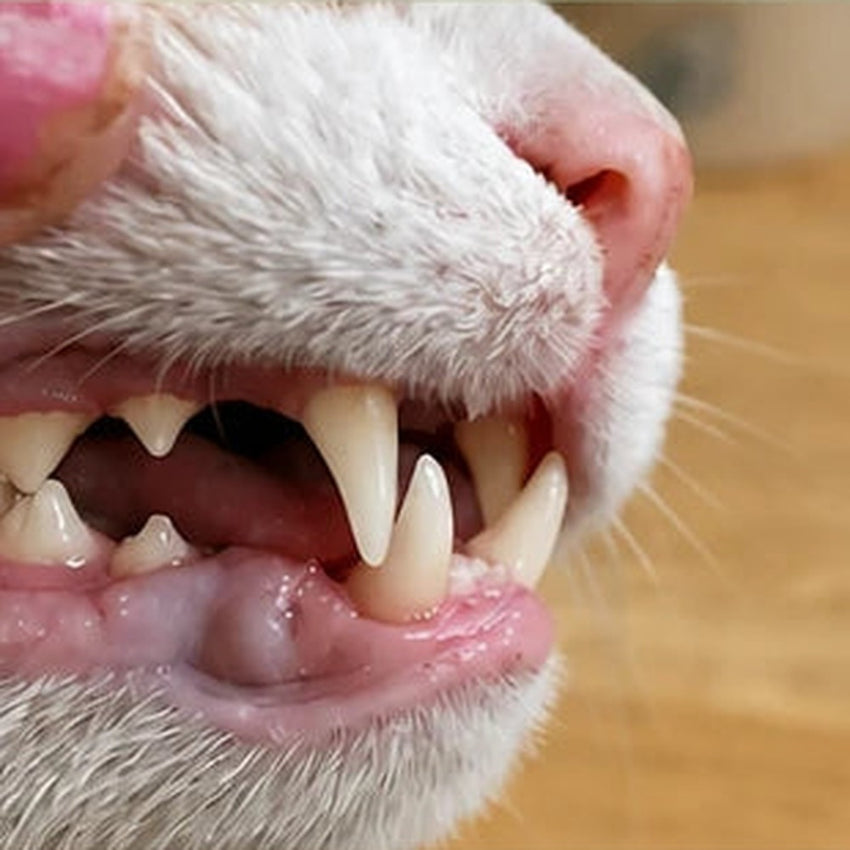 Cat teeth after eight weeks