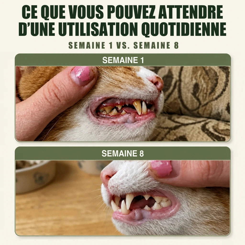 Comparaison semaine 1 et semaine 8 : dents de chat avec tartre puis après usage quotidien