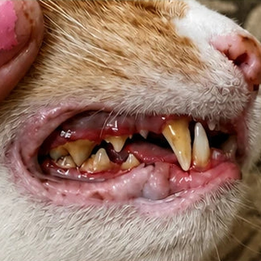 Cat teeth before use