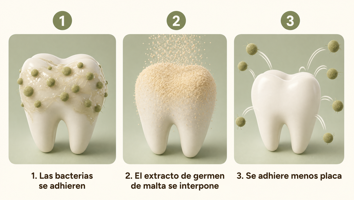 Bacterias adheridas, el extracto de germen de malta se interpone: se fija menos placa