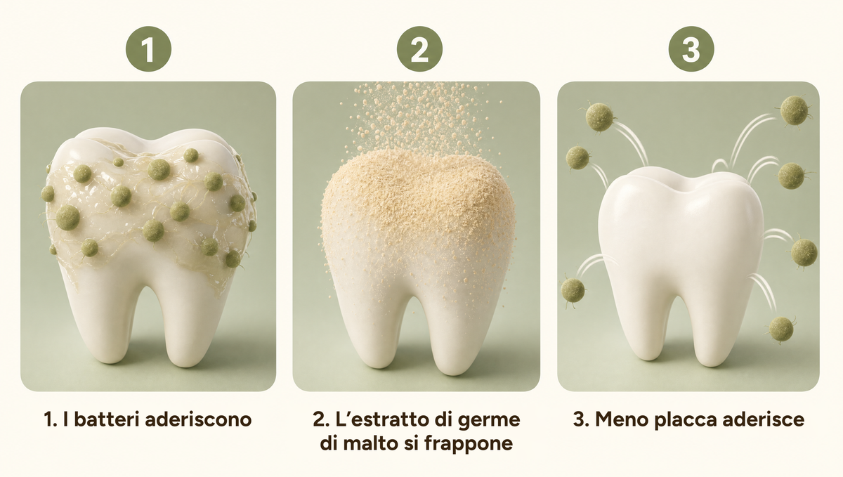 I batteri aderiscono, l'estratto di germe di malto si interpone, meno placca si fissa