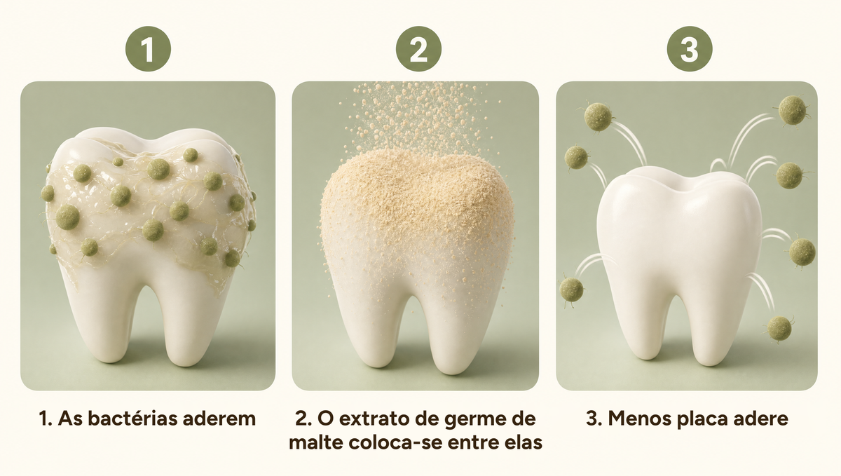 As bactérias aderem, o extrato de gérmen de malte coloca-se entre elas, fixa-se menos placa