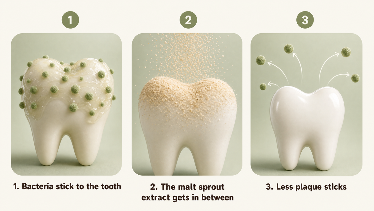Bacteria stick, the malt sprout extract gets in between, less plaque sticks